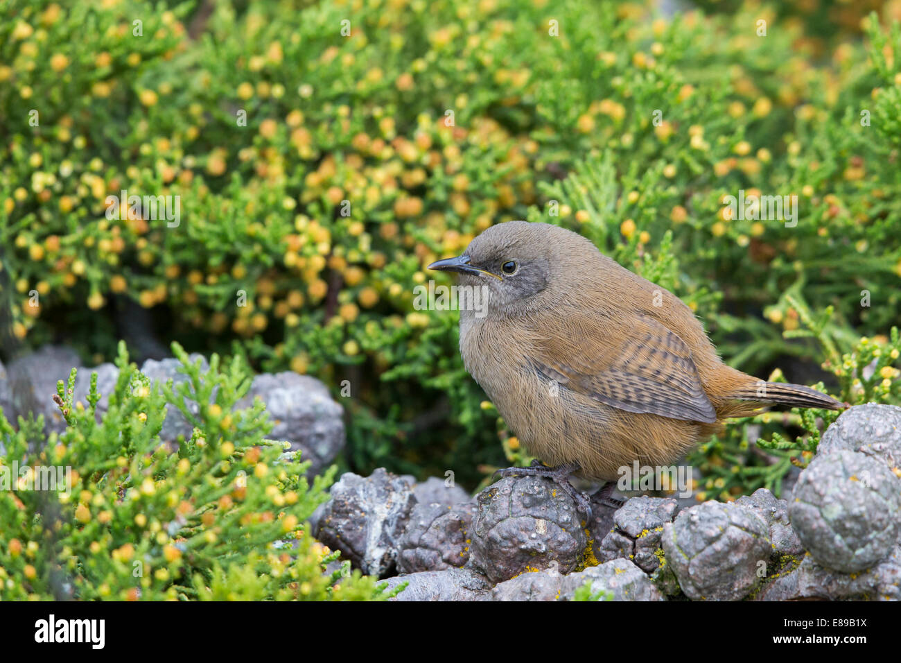 A Cobb's Wren perched on small pine cones Stock Photo