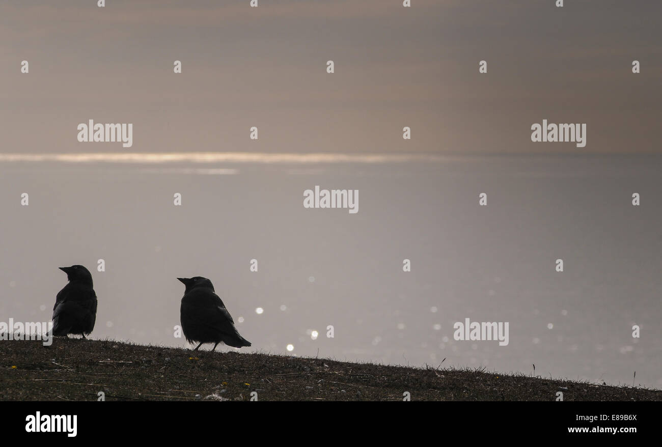 Birling Gap, East Sussex, UK. 2nd October, 2014.Two Jackdaws watch aircraft fly over the Gap. Sun glints on the sea beyond after another glorious day on the Sussex Coast.David Burr/Alamy Live News. Stock Photo