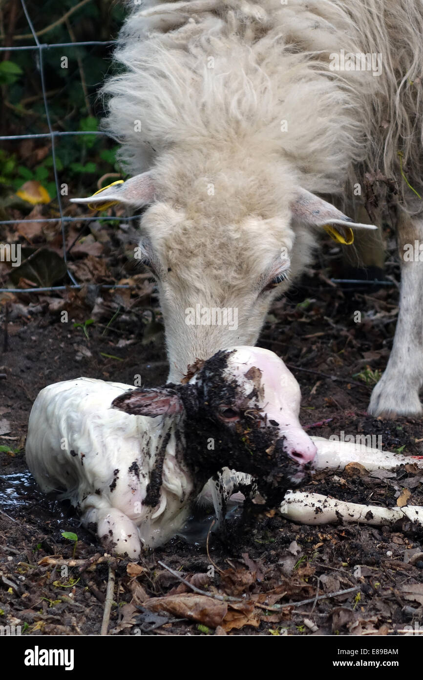 Berlin, Germany, ewe licks a newborn lamb Stock Photo