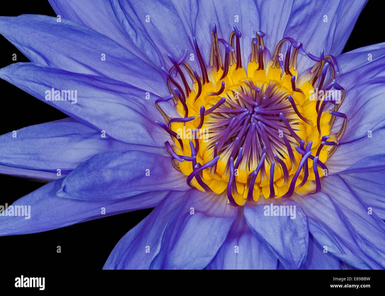 A beautiful lavender and gold close up view of a Tropical Day Flowering Waterlily. Stock Photo