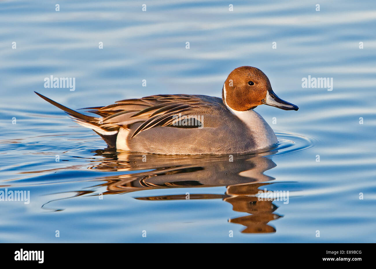 Male Pintail Duck taking a swim in a pond on a beautiful afternoon. Stock Photo