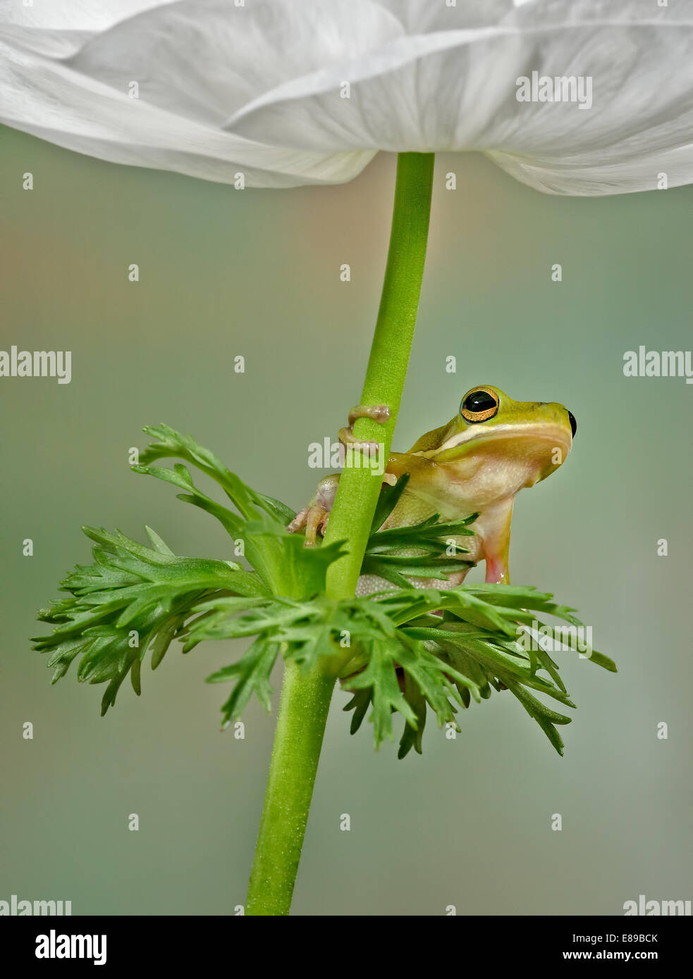Green Tree Frog sits on leaves below a white flower. The white petals of the flower act as a canopy for this cute little frog. Stock Photo