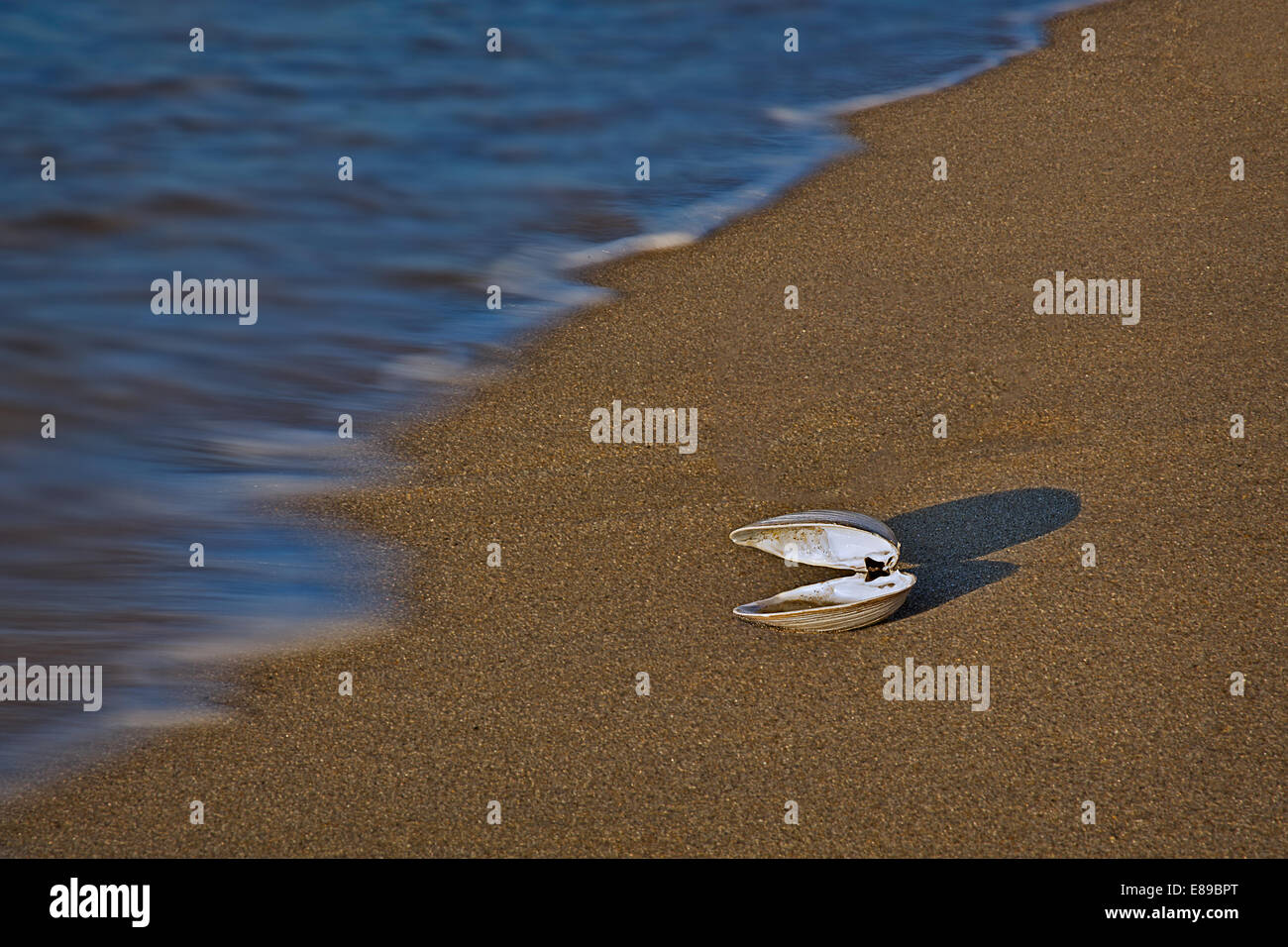 A single seashell on the wet sand by the beach at sundown. Stock Photo
