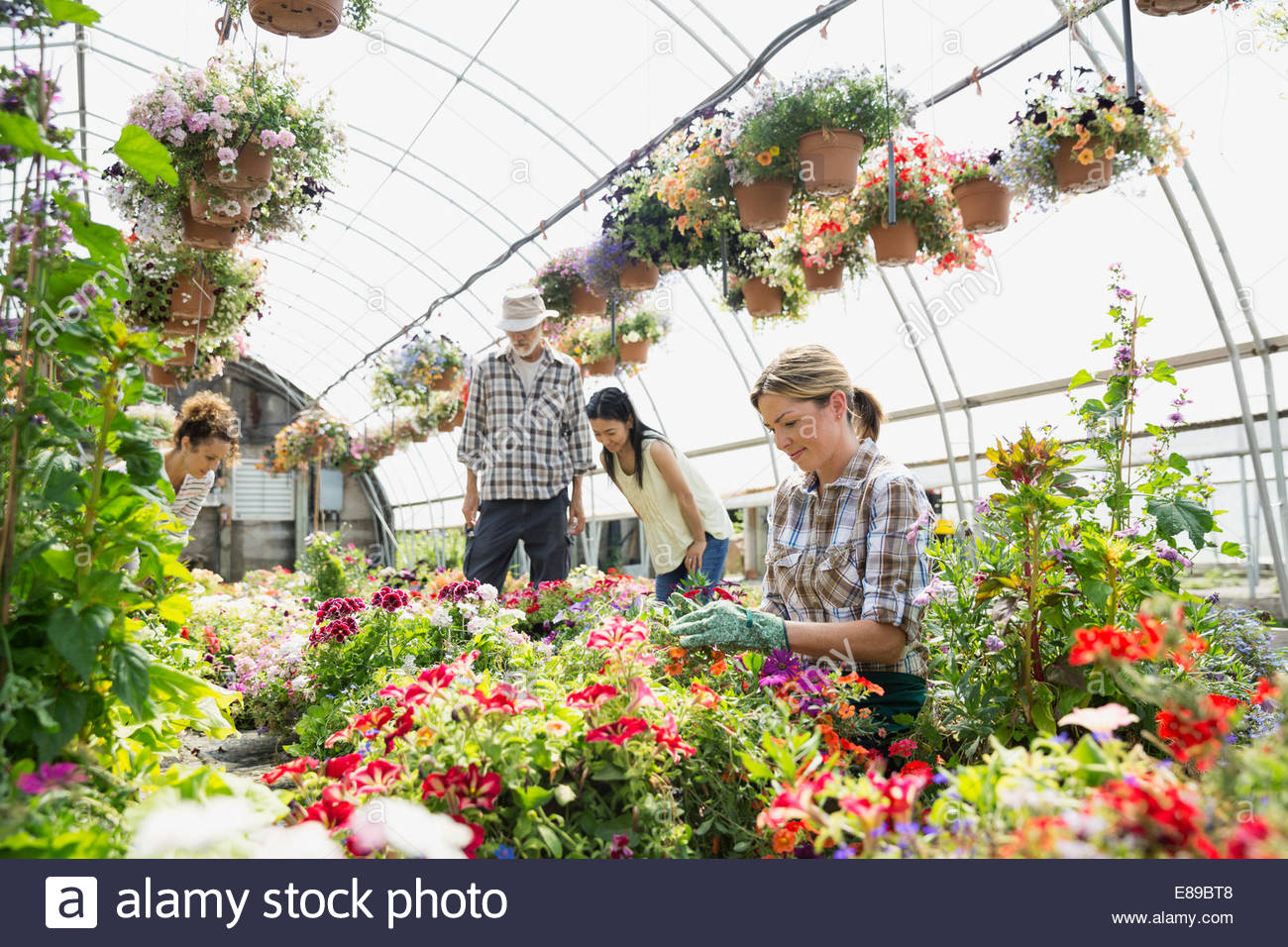 Plant nursery hires stock photography and images Alamy