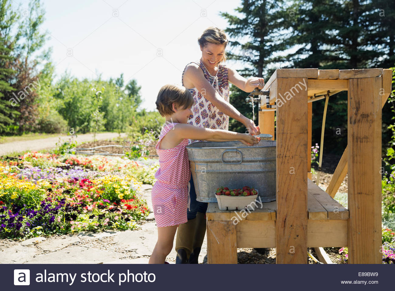 Mother and daughter rinsing fresh picked berries Stock Photo
