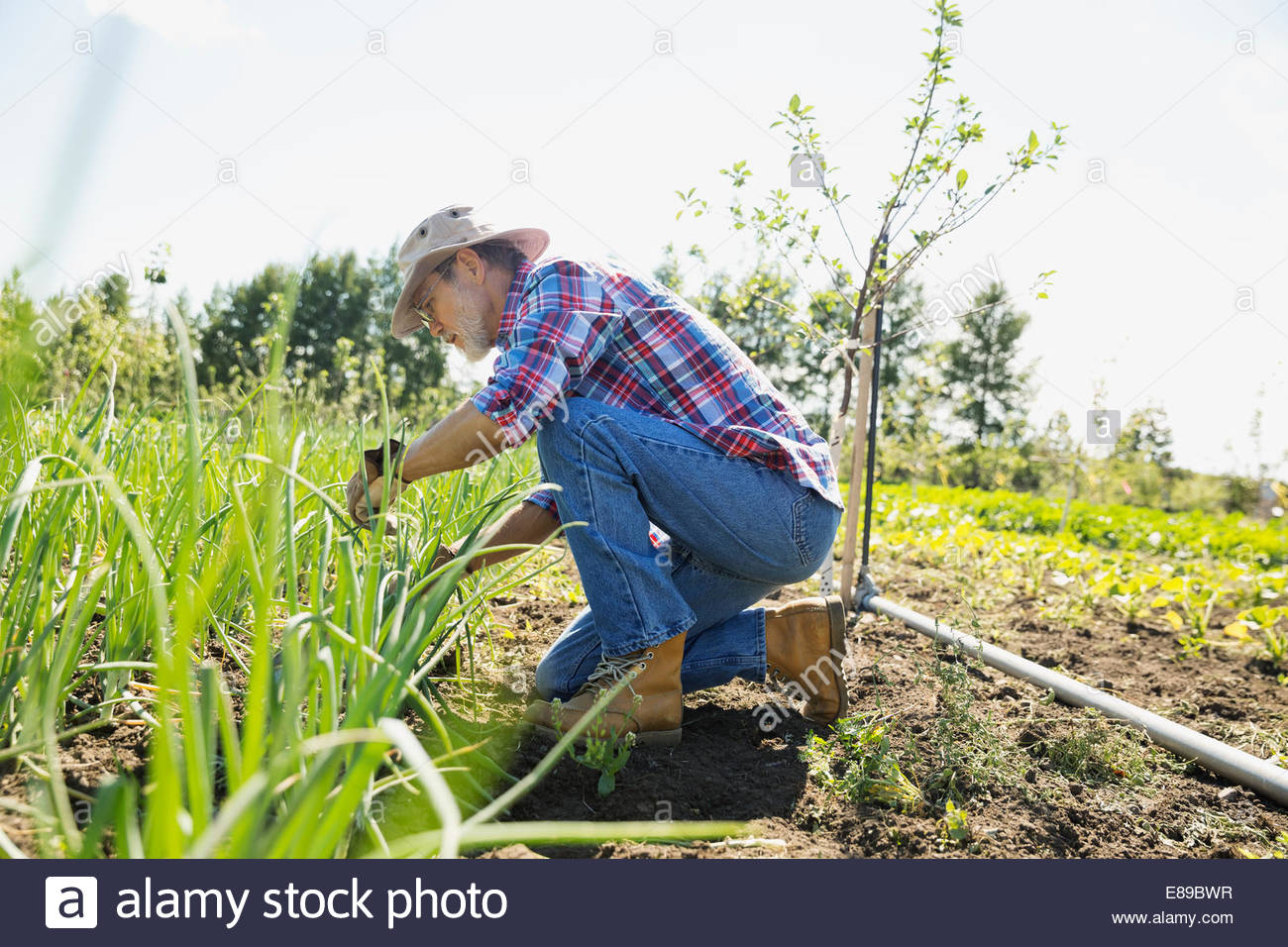 Farmer tending to plants in sunny garden Stock Photo