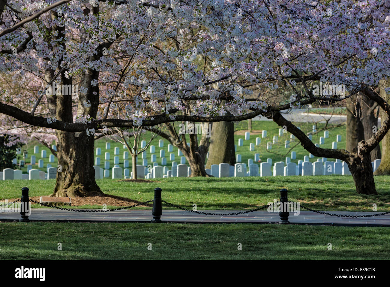 Cherry Blossoms at their peak adorn the head stones of our brave soldiers at Arlington National Cemetery in Virginia. Stock Photo