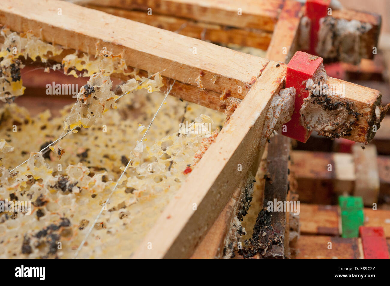 Wax moth damage on national bee hive frames Stock Photo Alamy