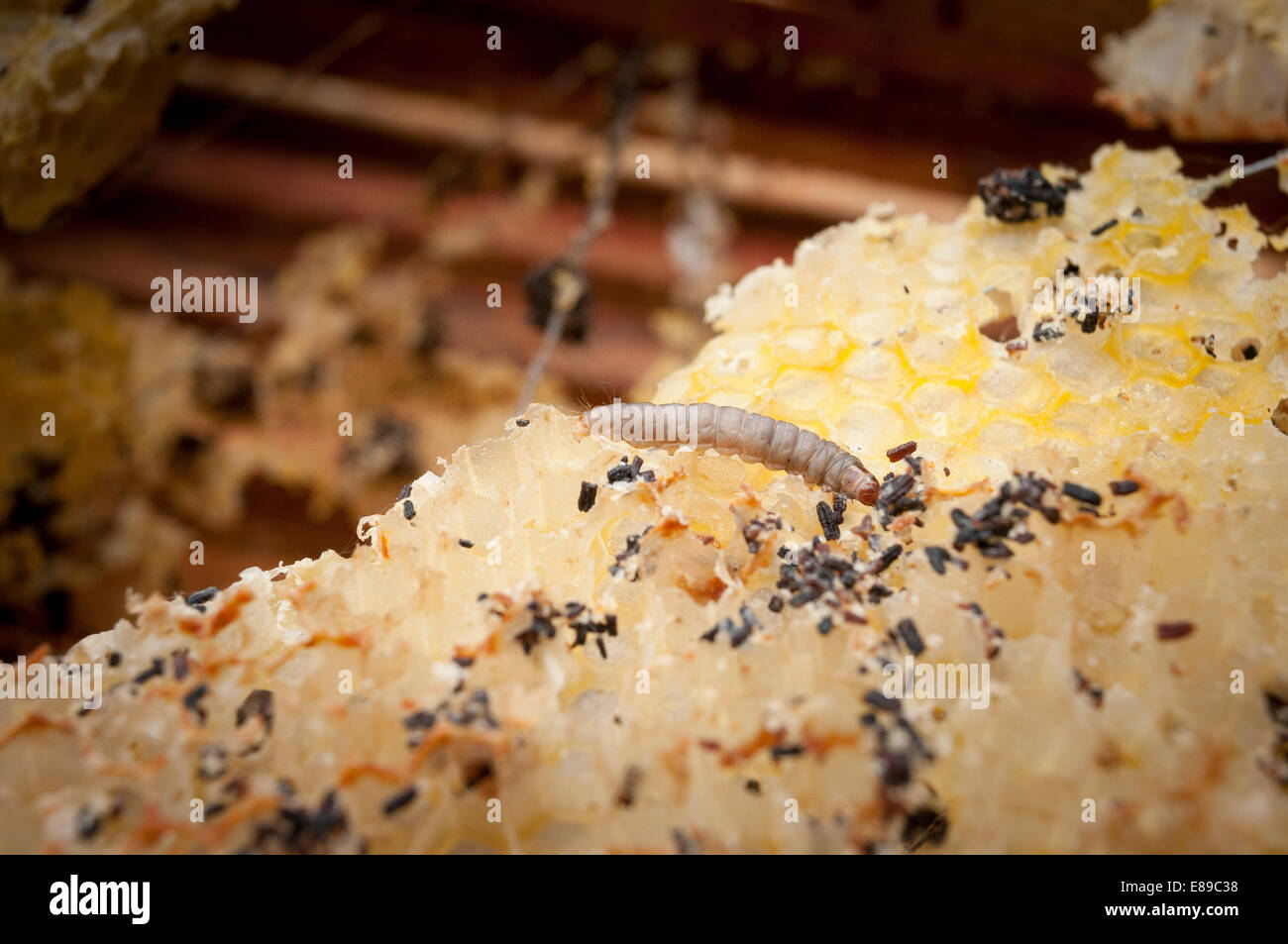 Wax moth damage on national bee hive frames Stock Photo Alamy