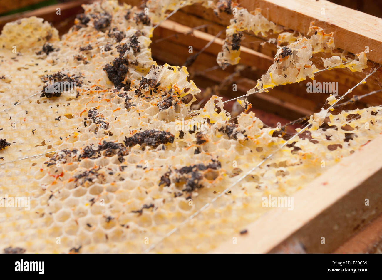 Wax moth damage on national bee hive frames Stock Photo Alamy