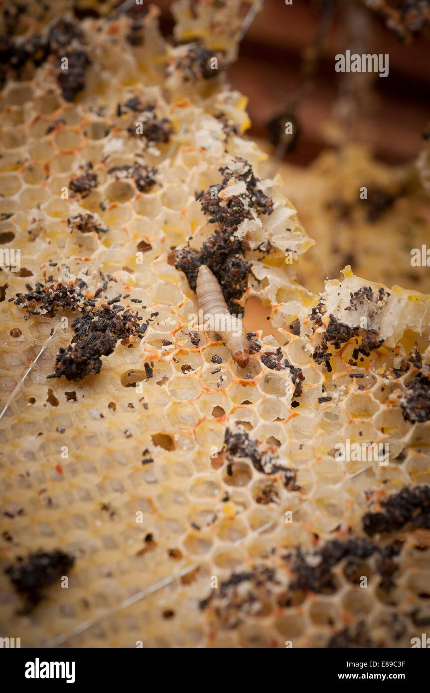 Wax moth damage on national bee hive frames Stock Photo