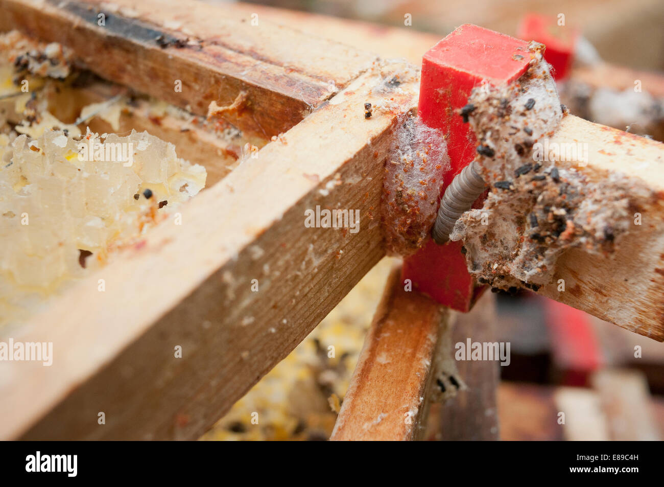 Wax moth damage on national bee hive frames Stock Photo Alamy