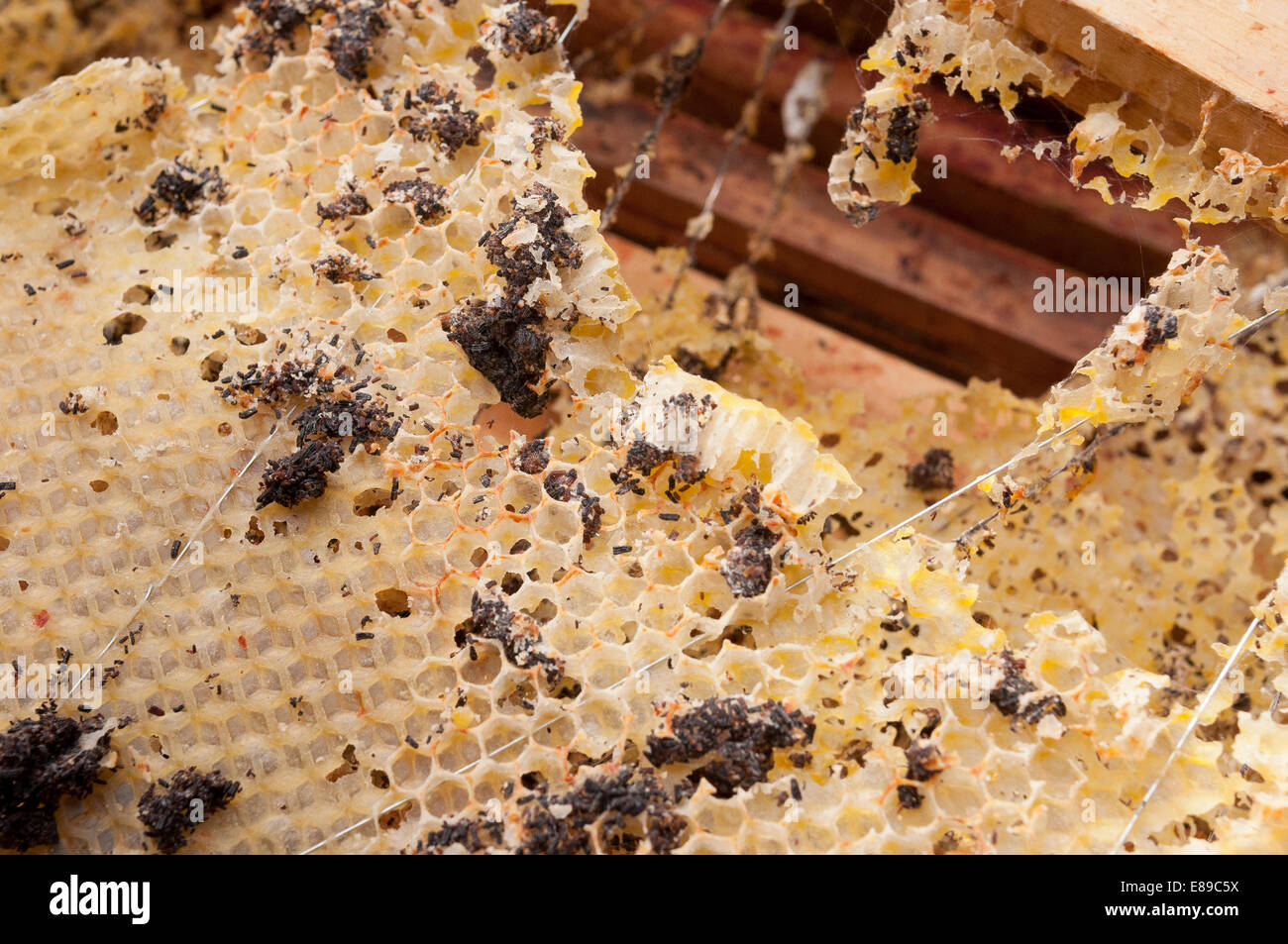 Wax moth hires stock photography and images Alamy