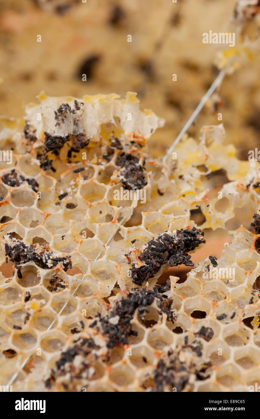 Wax moth damage on national bee hive frames Stock Photo Alamy