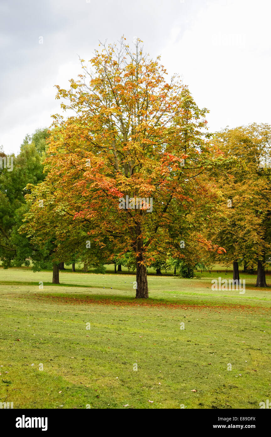 Horsechestnut conker tree in Finsbury Park London England United