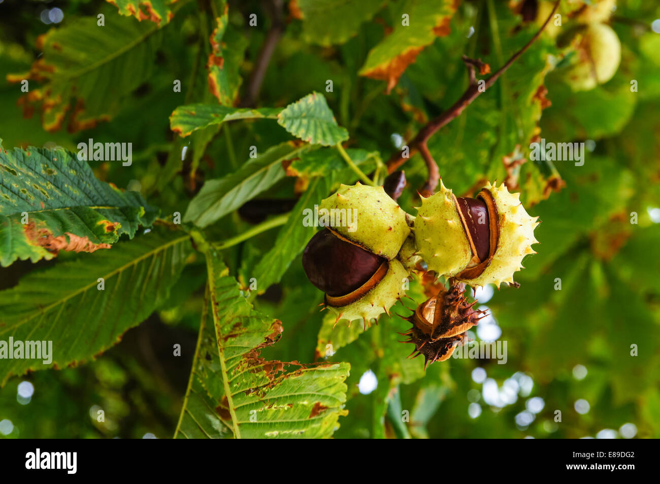 Conkers on a horse chestnut tree Stock Photo