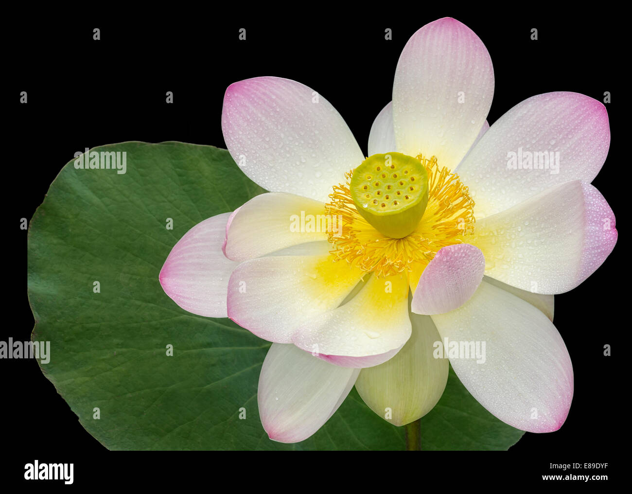 Sacred Lotus flower bloom Stock Photo Alamy