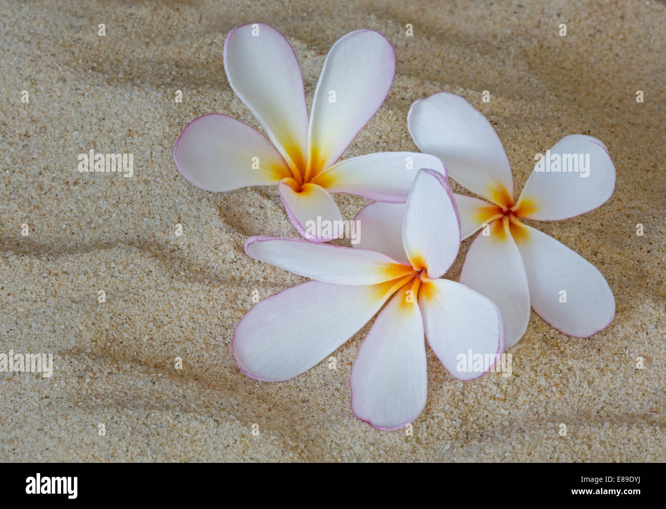 Hawaiian Tropical Plumeria (common name Frangipani) is a genus of flowering plants in the dogbane family, Apocynaceae. These particular blooms are white and pink with bright yellow in the center and are sitting on top of beach sand.. Plumerias are tropical trees famous for their gorgeous flowers which are used to make leis (floral garlands). Stock Photo