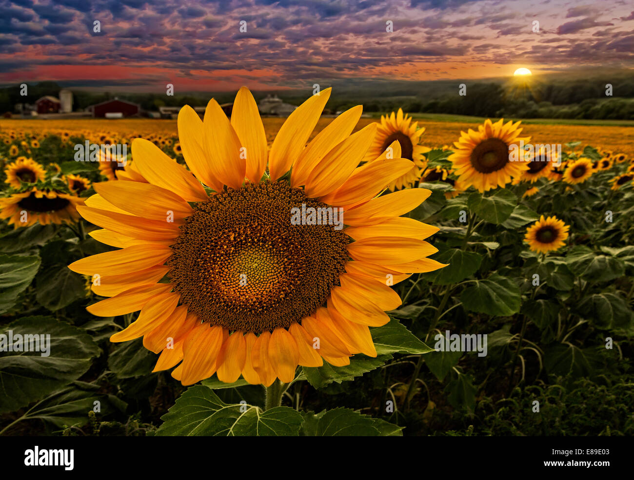 Sunflower (Helianthus annuus) field Stock Photo
