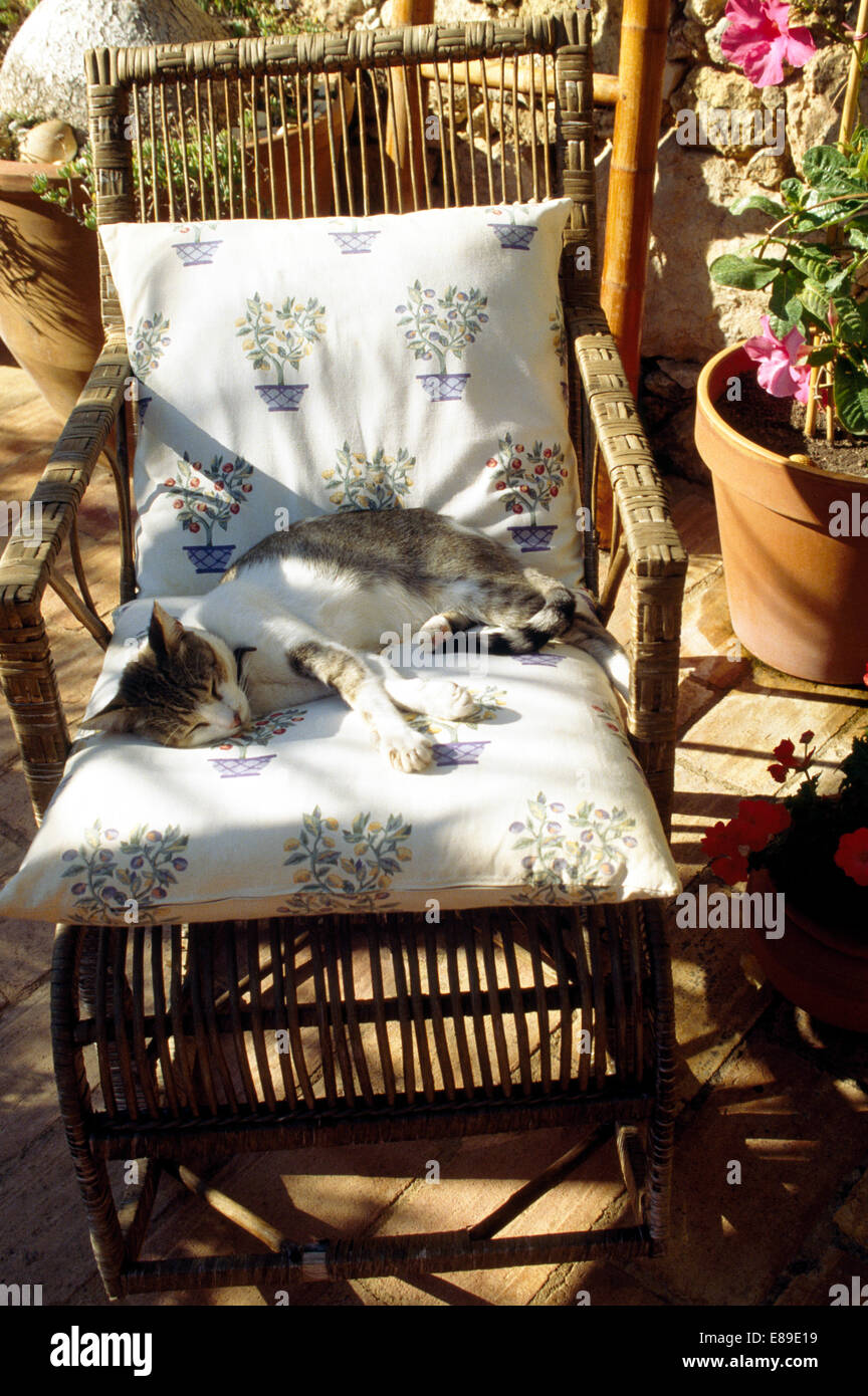 Close-up of cat sleeping on cushions on bamboo chair Stock Photo
