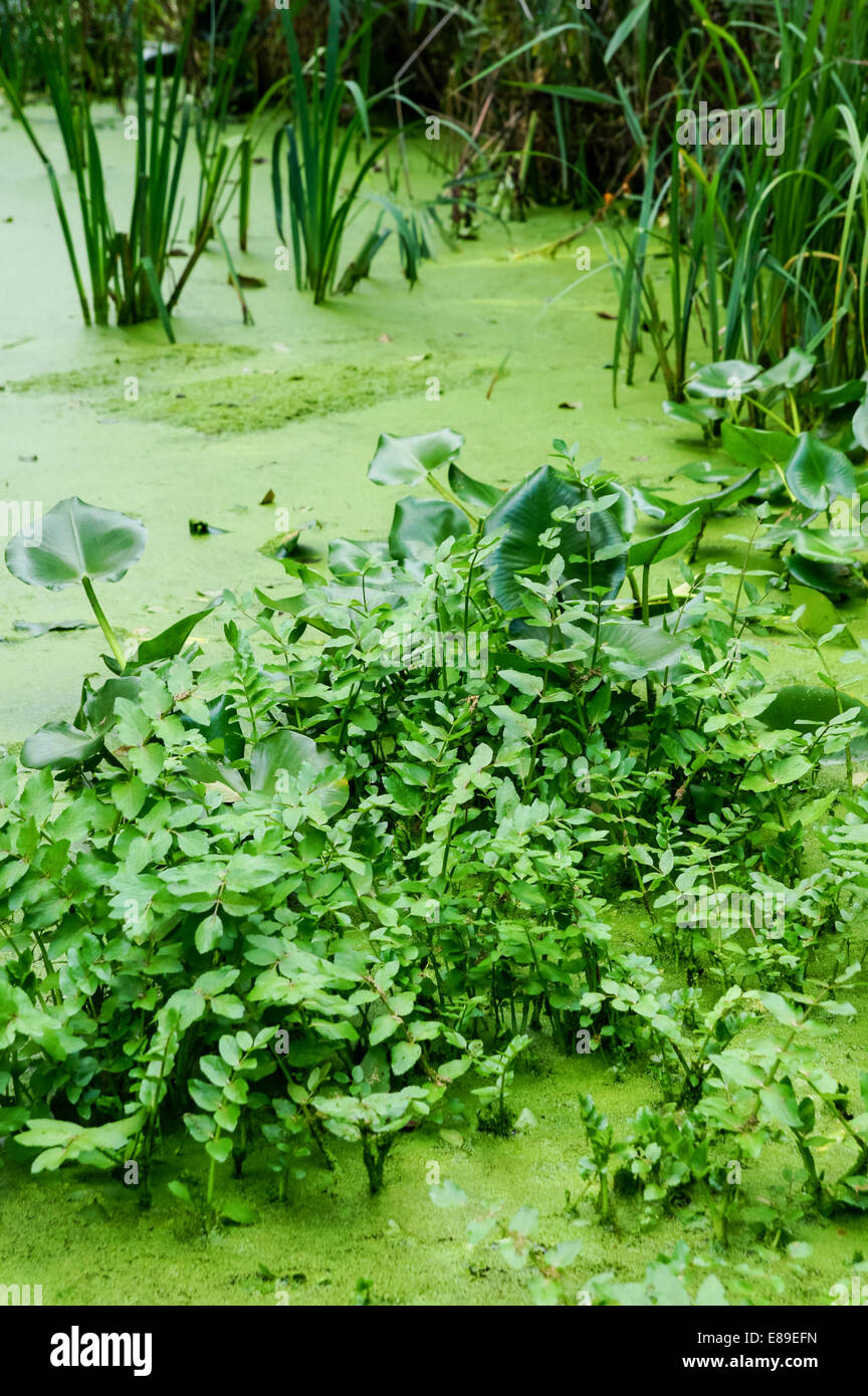 green vegetation in the pond Stock Photo