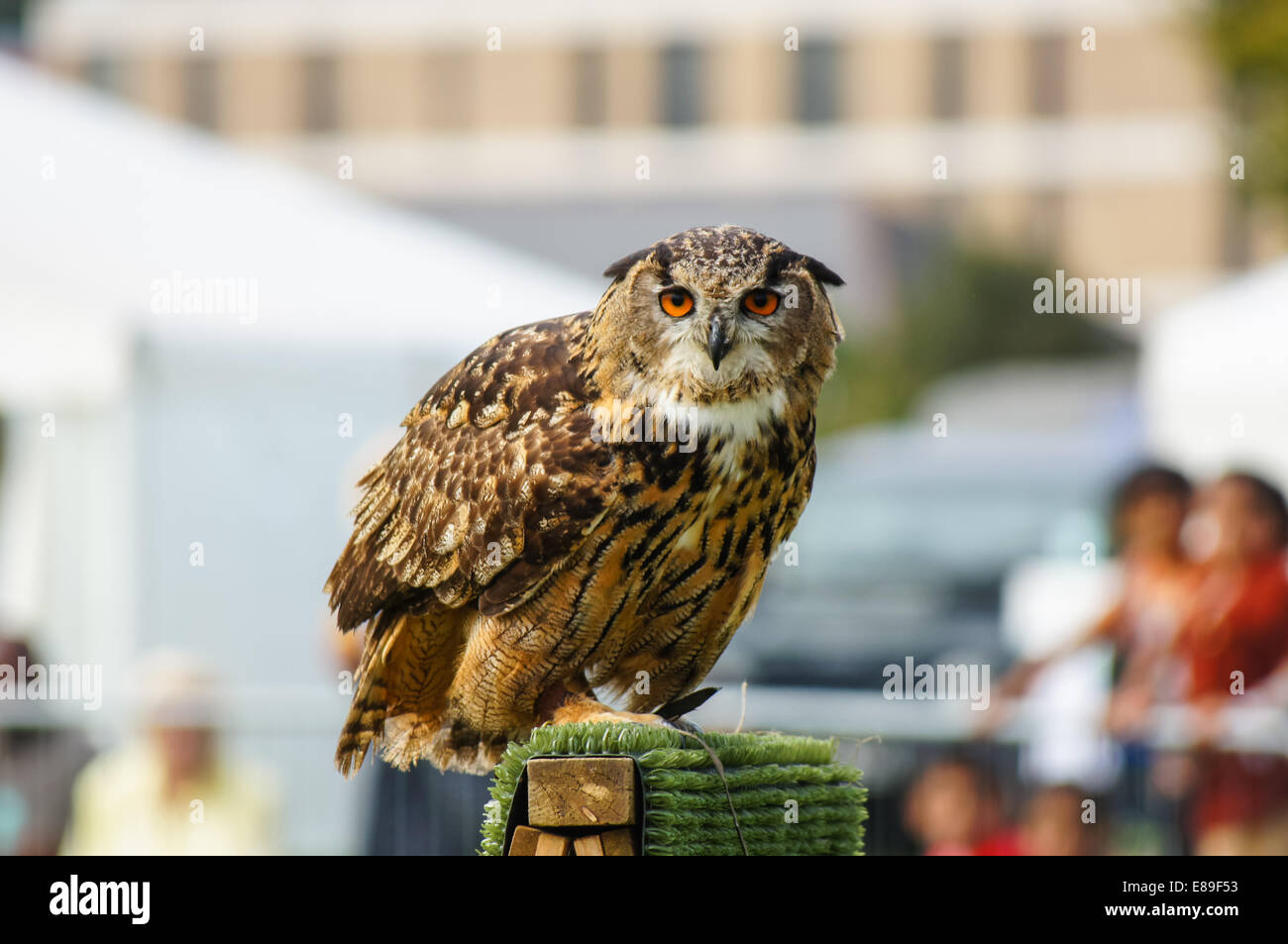 Falconry display with long-eared owl Stock Photo