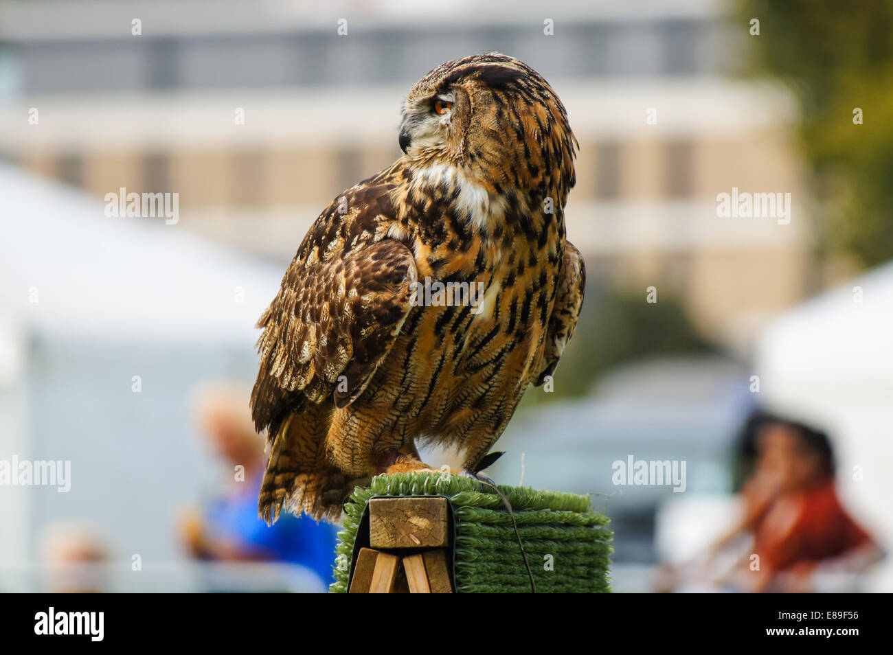 Falconry display at Countryside Live show, London England United Kingdom UK Stock Photo