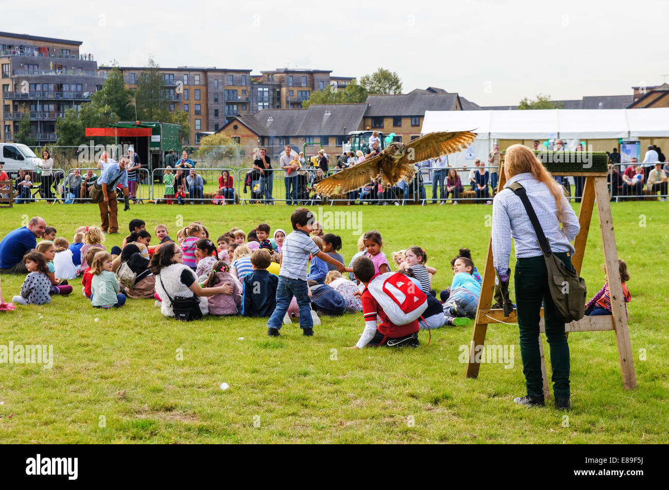 Falconry display at Countryside Live show, London England United Kingdom UK Stock Photo