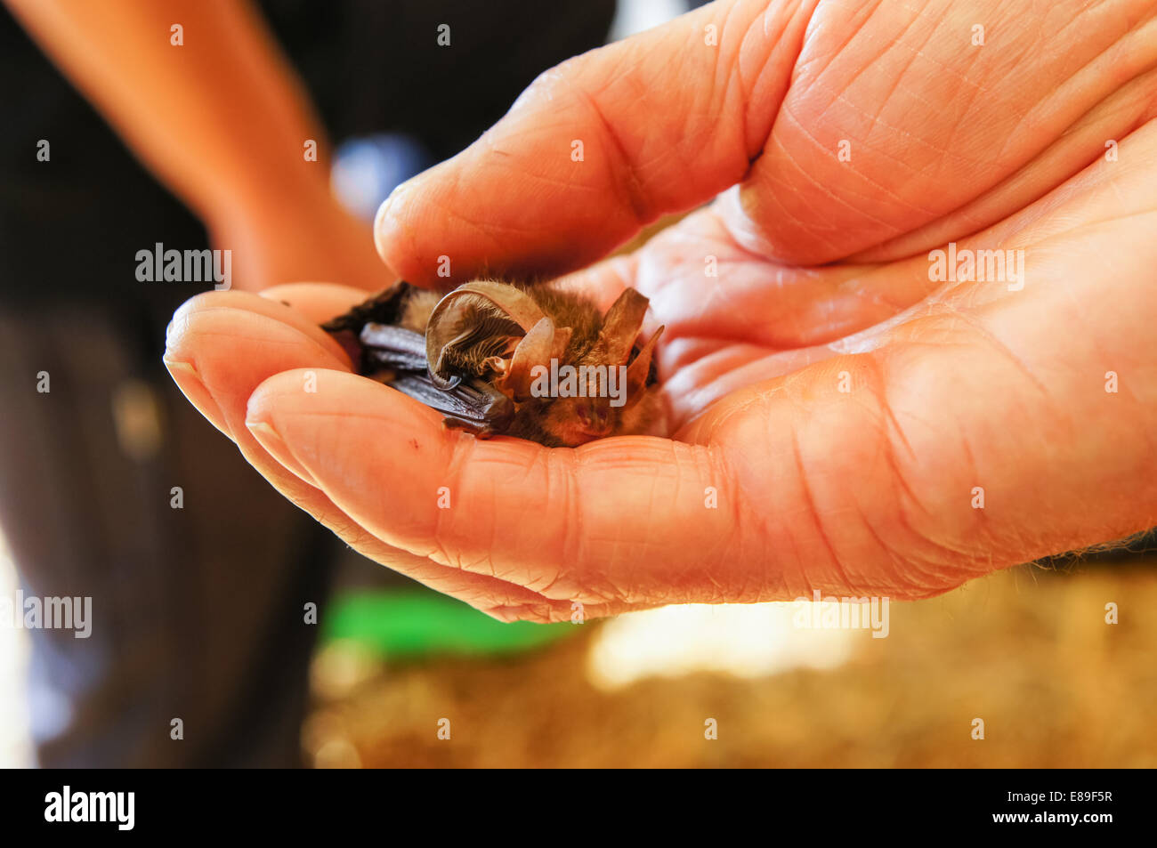 Brown long-eared bat held in palm of hand Stock Photo