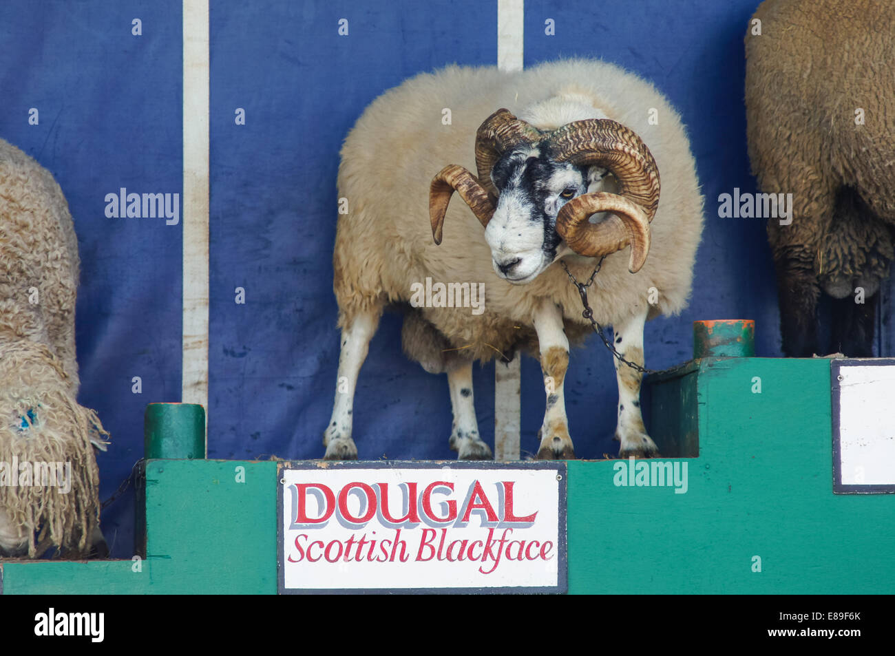Sheep show at Countryside Live show, London England United Kingdom UK