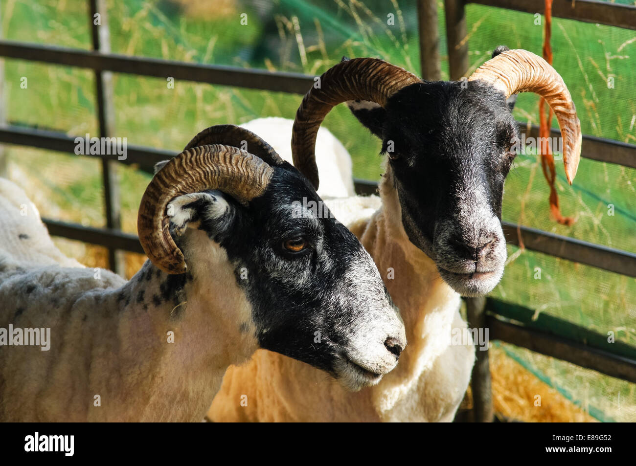 Scottish blackface sheep in enclosure Stock Photo
