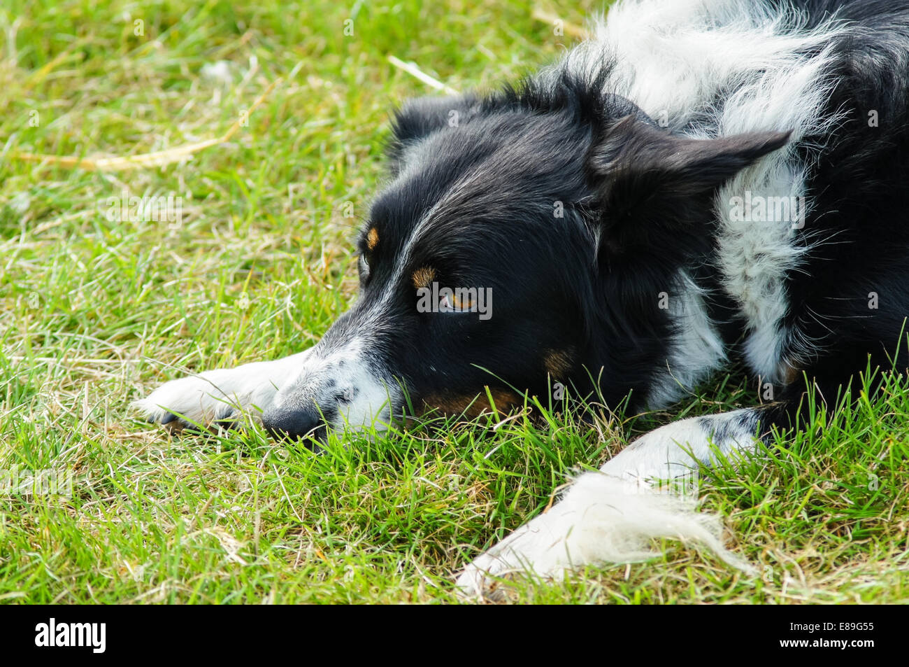 Welsh sheepdog laying on grass Stock Photo