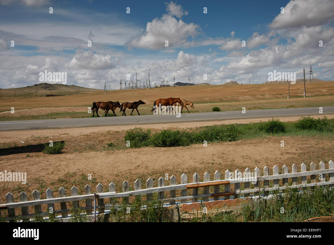 Goats grazing among the yurts in the wide Mongolian steppes Stock Photo ...