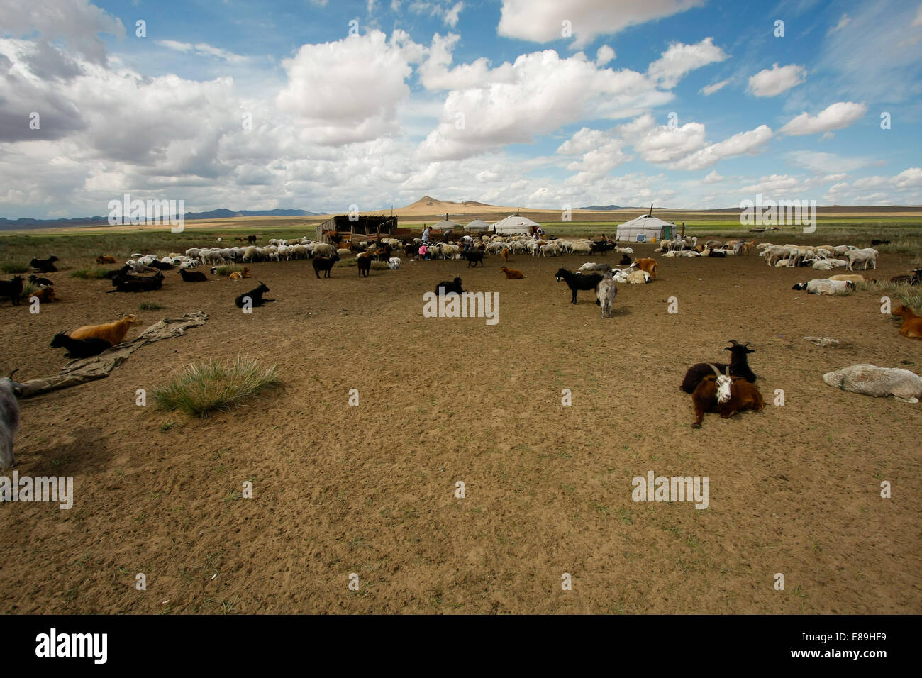 Goats grazing among the yurts in the wide Mongolian steppes Stock Photo ...