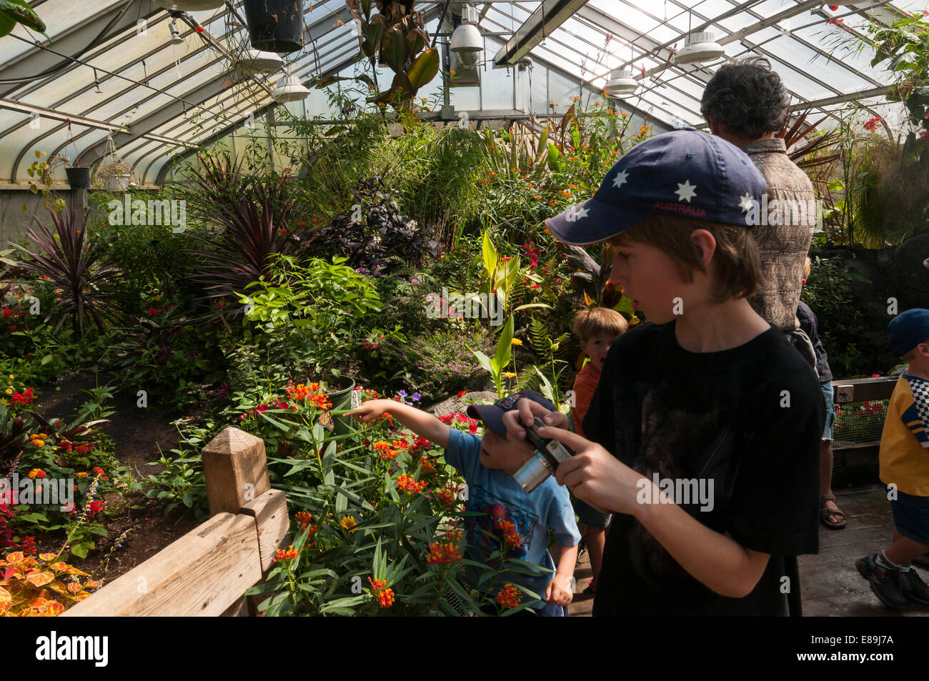 Elk2036380 Canada, Alberta, Calgary, Calgary Zoo, Butterfly House