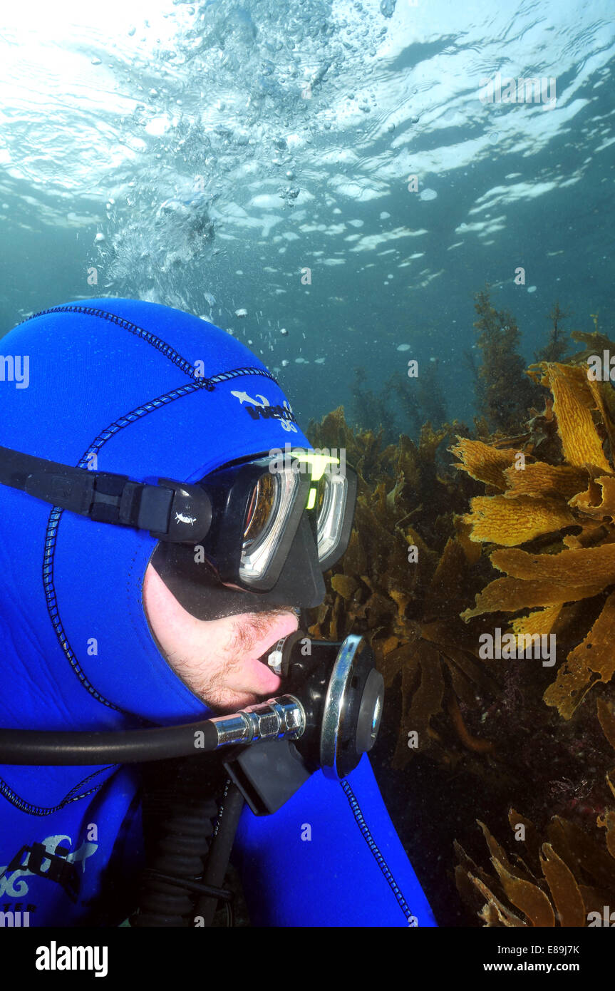 Close-up picture of scuba diver observing kelp forest in shallow water Stock Photo