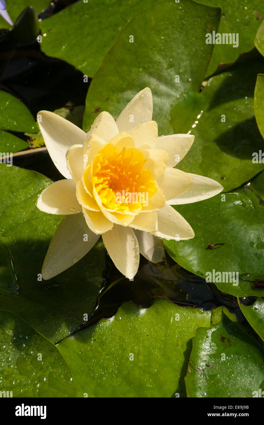 Elk2036385v Canada, Alberta, Calgary, Calgary Zoo, lotus flower Stock