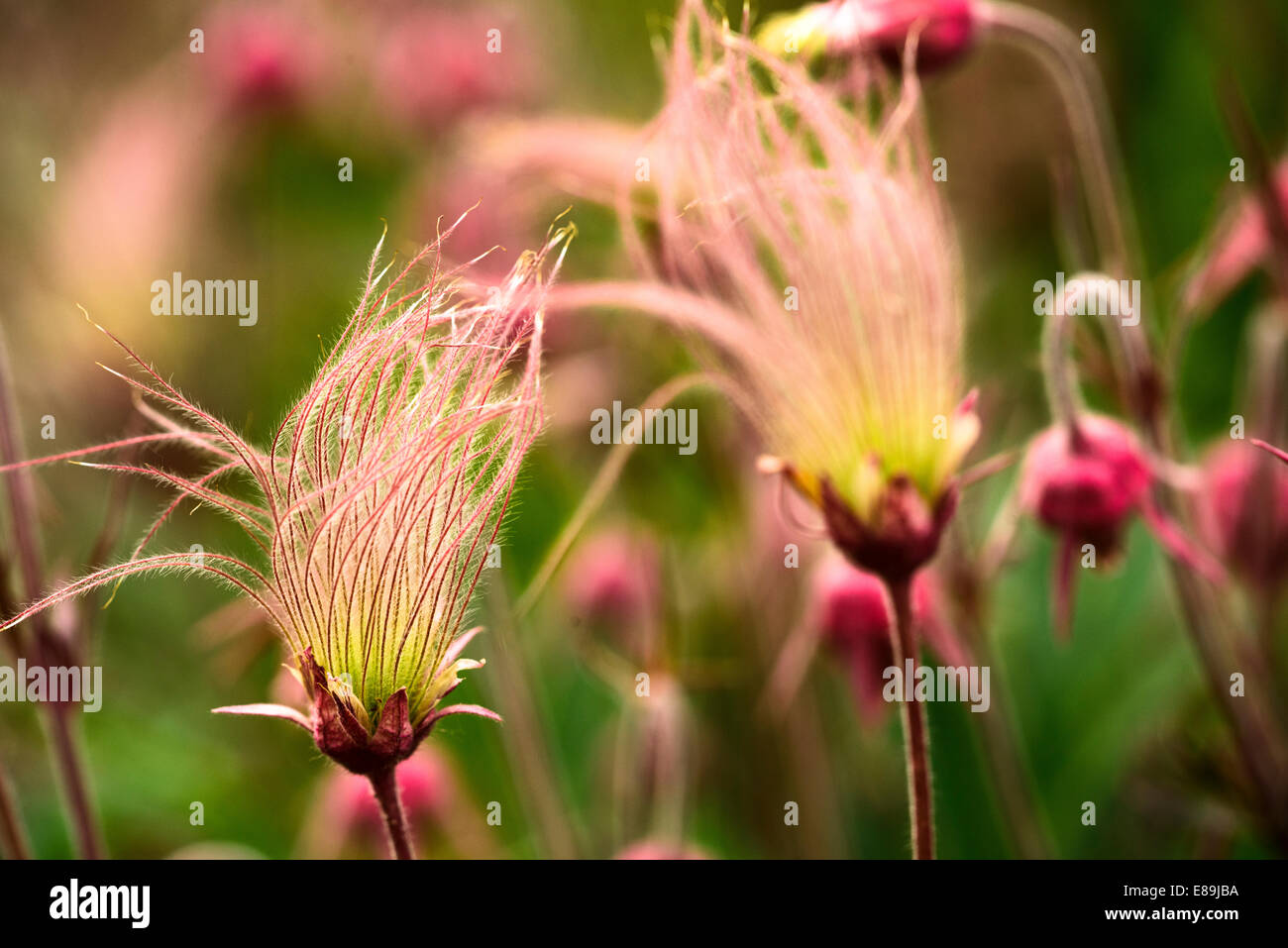 Prairie Smoke flowers, Geum triflorum. is a spring perennial herbaceous plant of North America from northern Canada to Californi Stock Photo
