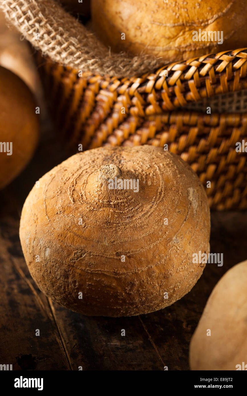 Raw Organic Brown Jicama In High Resolution Stock Photography and