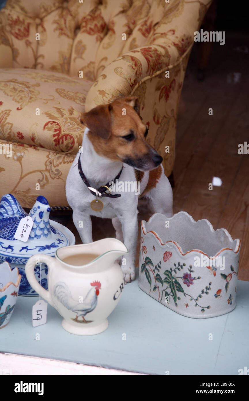 Jack Russell' terrier dog with crockery in shop window Stock Photo