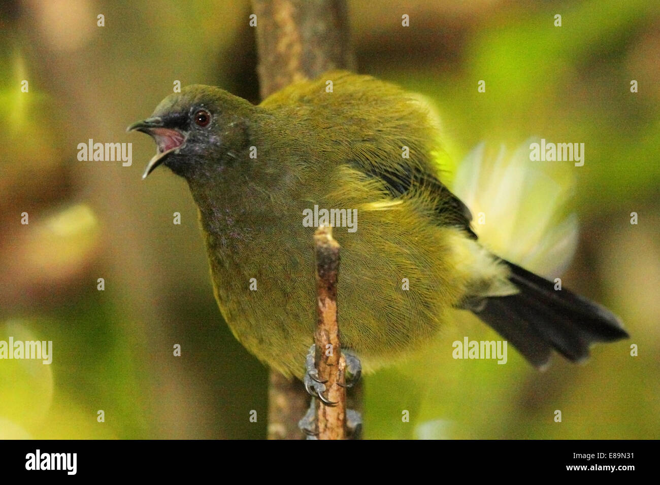 Bellbird hires stock photography and images Alamy