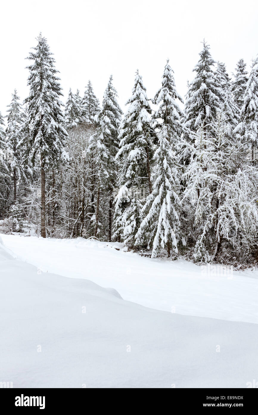 Snowy forest landscape Stock Photo