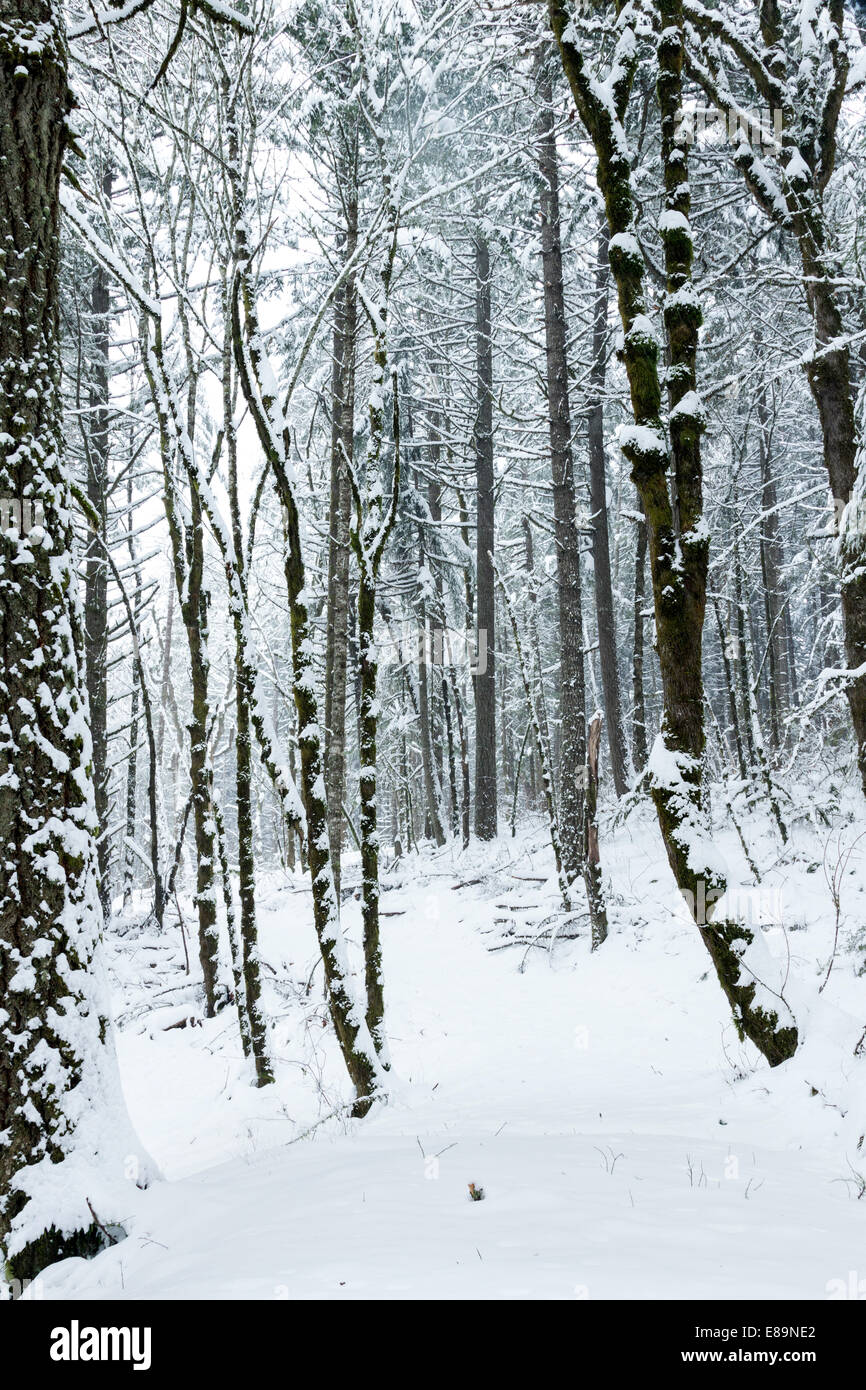 Snowy forest landscape Stock Photo