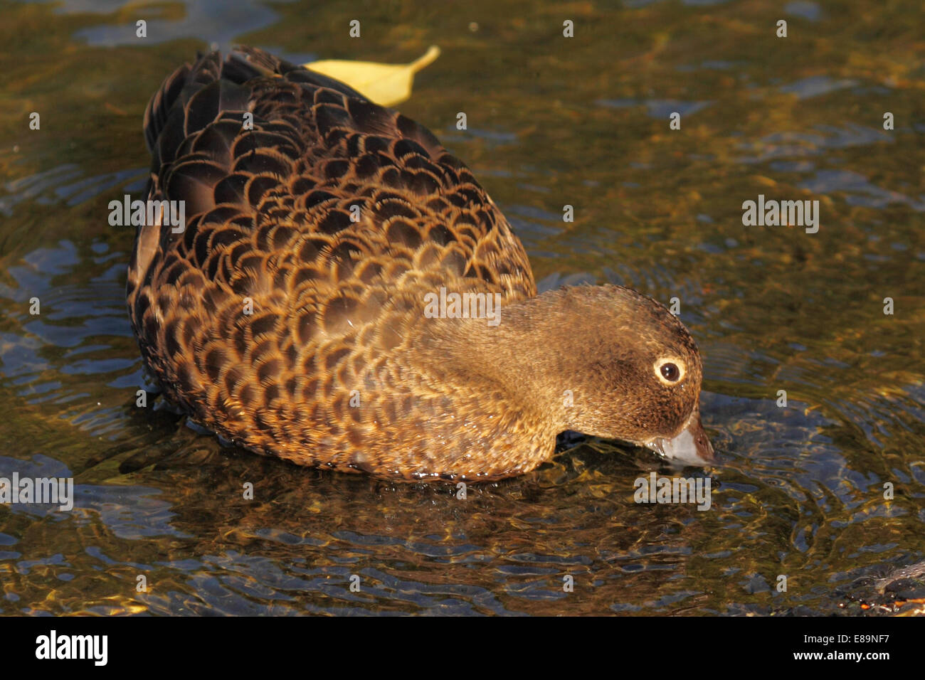 A Brown Teal feeding in the shallows. Stock Photo