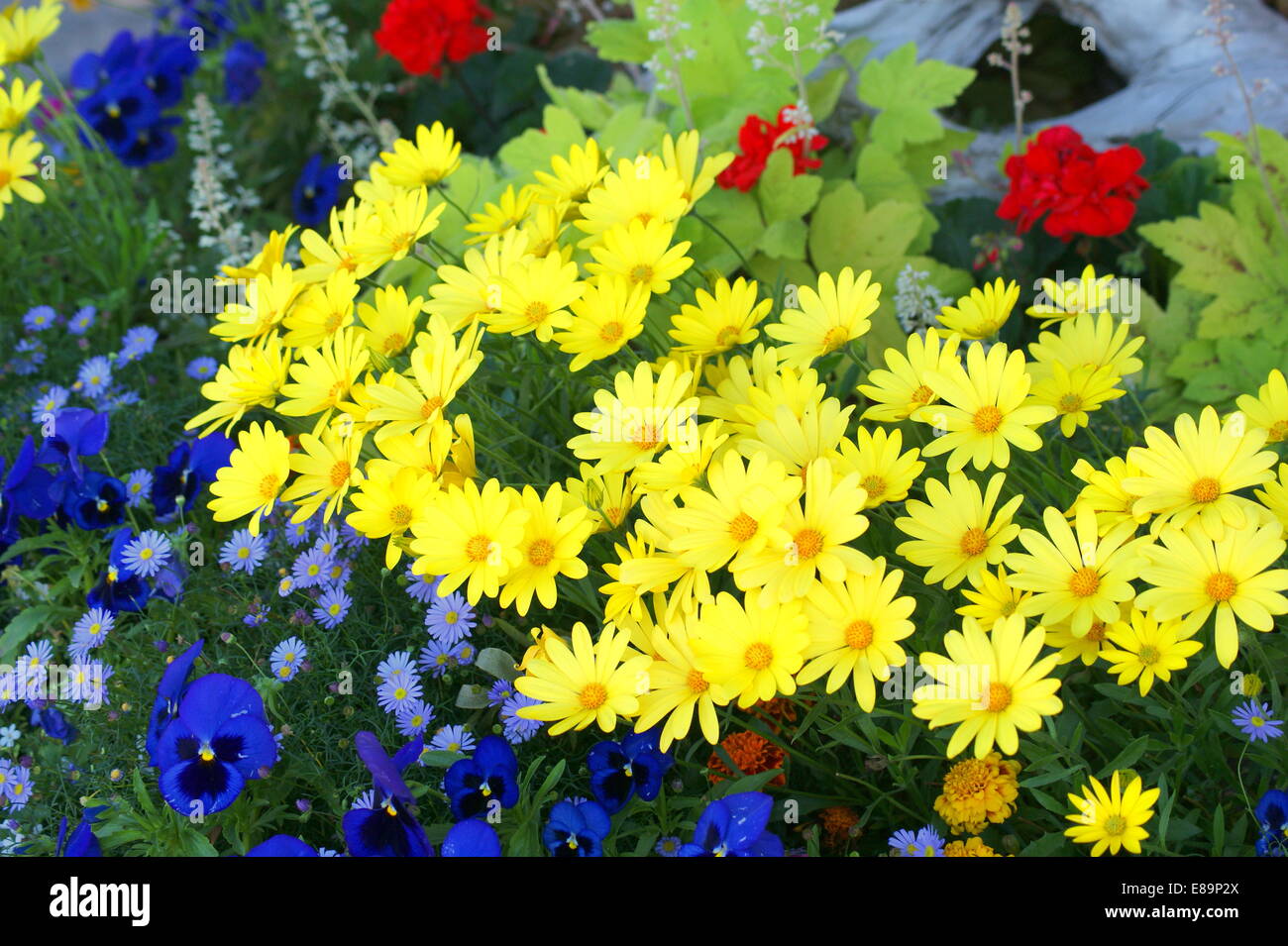 VARIOUS FLOWERS Stock Photo