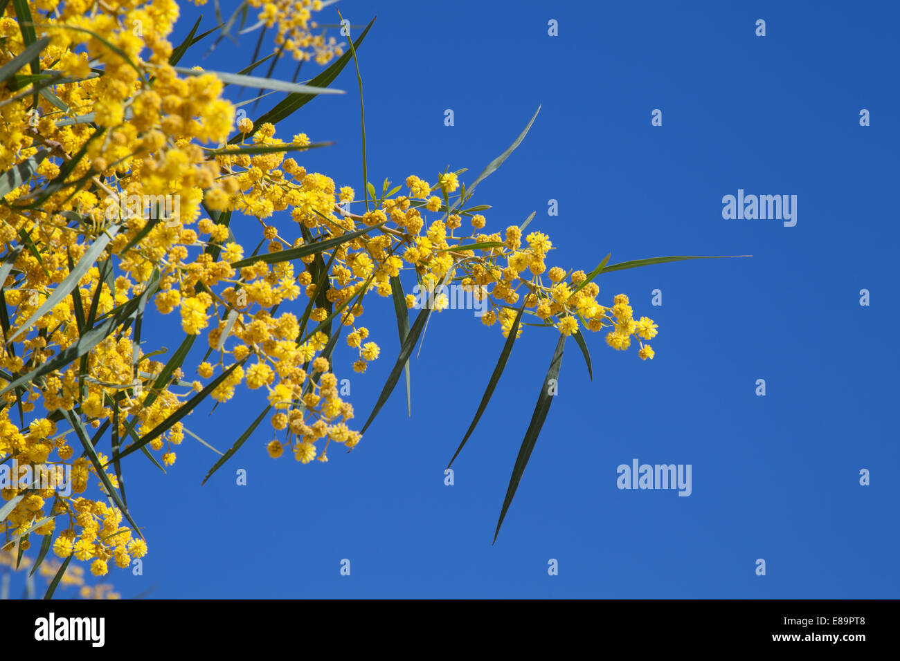 Flowers of Golden wattle. Acacia pycnantha macro photo Stock Photo