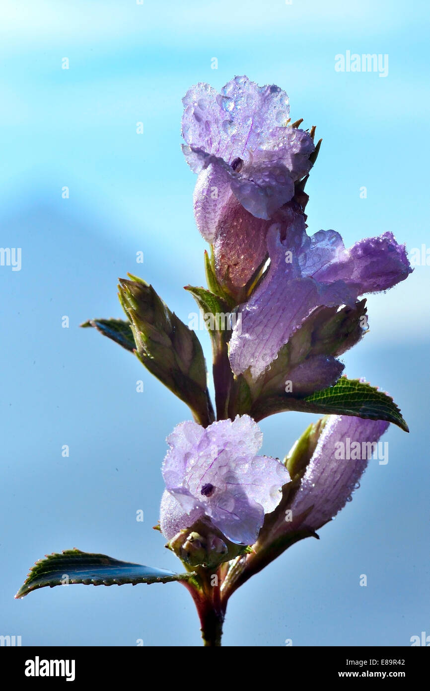 Neelakurinji Plant 7 Reasons Why It Needs Our Attention at the earliest