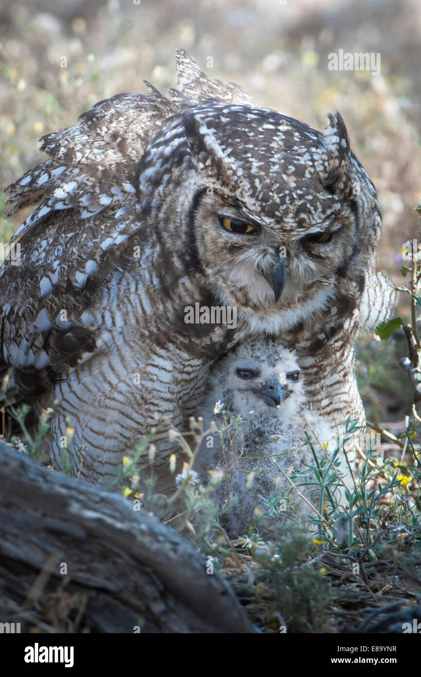 Spotted Eagle-Owl (Bubo africanus) with chick, Kgalagadi Transfrontier Park, Northern Cape, South Africa Stock Photo