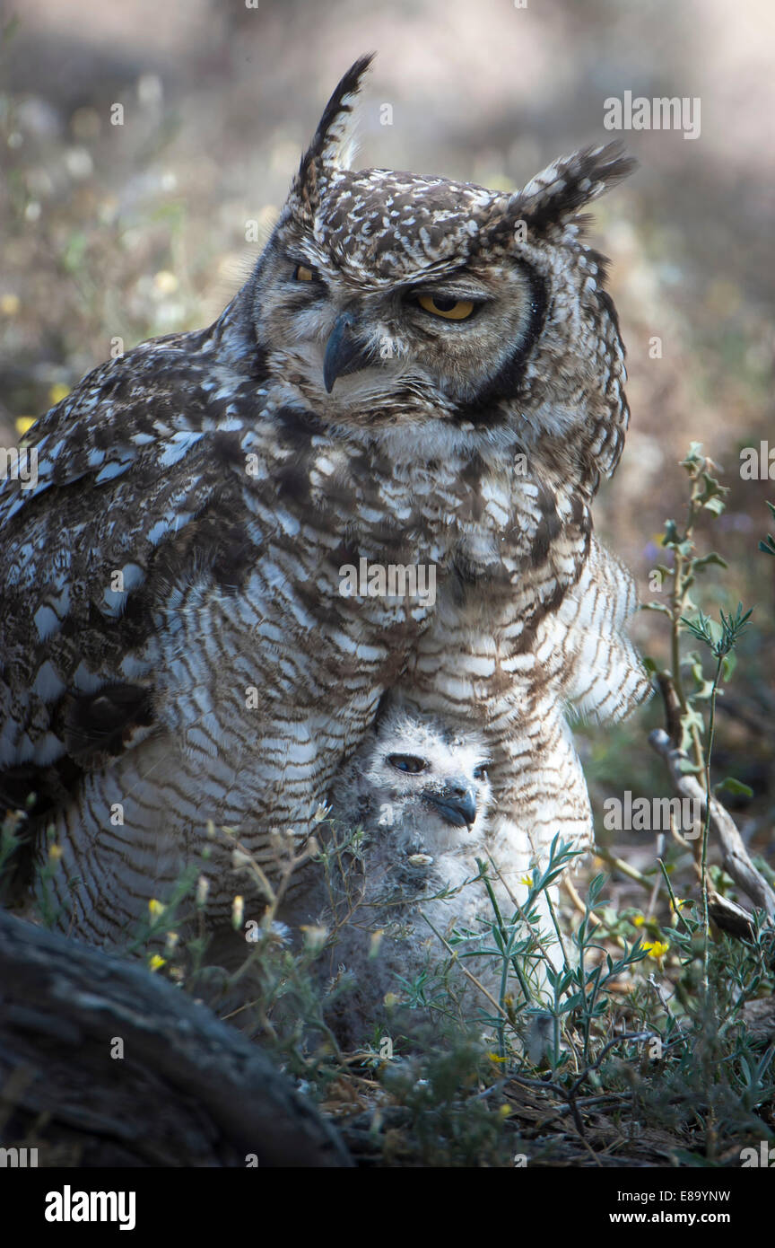 Spotted Eagle-Owl (Bubo africanus) with chick, Kgalagadi Transfrontier Park, Northern Cape, South Africa Stock Photo