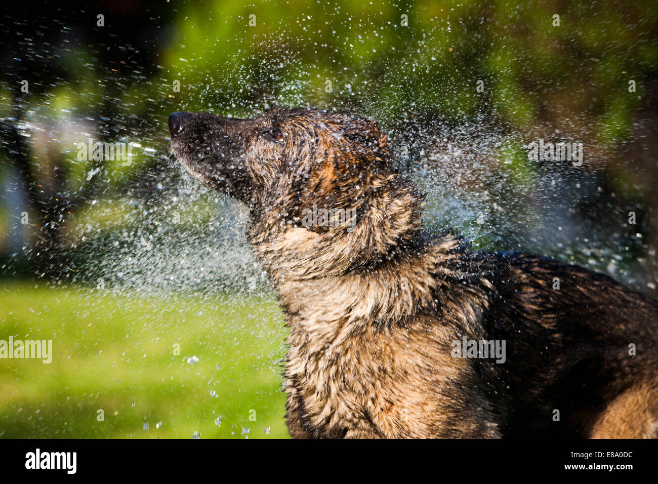 Wet German Shepherd dog shaking off water, Austria Stock Photo